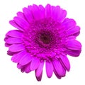 Dark purple gerbera flower isolated on white background Royalty Free Stock Photo
