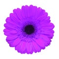 Dark purple gerbera flower isolated on white background Royalty Free Stock Photo