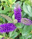 Dark purple Hebe Addenda flowers in autumn