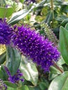 Dark purple Hebe flower head