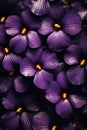 Dark purple hibiscus flowers with yellow centers, full frame for a natural background Royalty Free Stock Photo