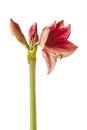 Dark purple Hippeastrum amaryllis  Daphne on a white background isolated Royalty Free Stock Photo