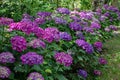 Dark purple hortensia or hydrangea macrophylla shrubs hedge in the shady garden Royalty Free Stock Photo