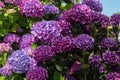 Dark purple hydrangea macrophylla or hortensia flower heads closeup