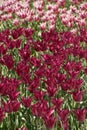 Dark purple iridescent blooming tulips on the field, endless fie