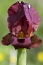 Dark Purple Iris