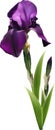 Dark purple iris flower Royalty Free Stock Photo