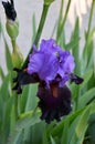 Dark purple iris flower
