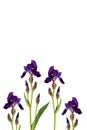 Dark purple iris flower isolated on white background Royalty Free Stock Photo
