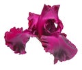 Dark purple iris flower isolated on white background Royalty Free Stock Photo