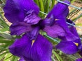 Dark Purple Iris Flower in Spring in June Royalty Free Stock Photo