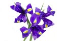 Dark purple iris flowers Royalty Free Stock Photo