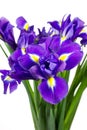 Dark purple iris flowers Royalty Free Stock Photo