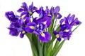 Dark purple iris flowers Royalty Free Stock Photo