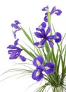 Dark purple iris flowers Royalty Free Stock Photo