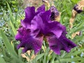 Dark Purple Iris Flower in a Garden Royalty Free Stock Photo