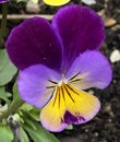 Dark purple Johnny-Jump-Up Viola blossoms blooms