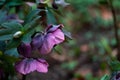 Dark Purple Lenten Rose