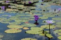 Dark purple and light purple water lily flowers and pads floating in a pond Royalty Free Stock Photo