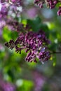 Dark purple lilac flowers Royalty Free Stock Photo