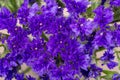 Dark Purple Limonium sinuatum Wavyleaf Sea Lavender, Statice, Sea Lavender, Notch Leaf Marsh Rosemary, Sea Pink Flowers.