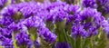Dark Purple Limonium sinuatum Wavyleaf Sea Lavender, Statice, Sea Lavender, Notch Leaf Marsh Rosemary, Sea Pink Flowers. Royalty Free Stock Photo