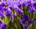 Dark Purple Limonium sinuatum Wavyleaf Sea Lavender, Statice, Sea Lavender, Notch Leaf Marsh Rosemary, Sea Pink Flowers.