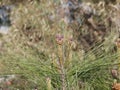 Dark purple little pine cones on the tips of branches with long needles on a sunny spring day against the background of deciduous Royalty Free Stock Photo