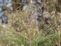 Dark purple little pine cones on the tips of branches with long needles on a sunny spring day against. Royalty Free Stock Photo