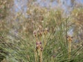 Dark purple little pine cones on the tips of branches with long needles on a sunny spring day against. Royalty Free Stock Photo