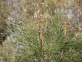 Dark purple little pine cones on the tips of branches with long needles on a sunny spring day against. Royalty Free Stock Photo