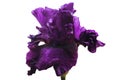 Dark purple lush flower iris, on green stalk, white isolated background