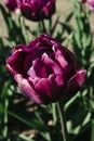 A dark purple lush tulip, in the afternoon in sunlight.