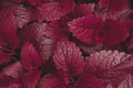 Dark purple natural background texture, saturated leaves close up 1