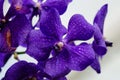 Dark purple orchid blossom close up with blured light blue