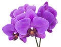 Dark purple orchid isolated on white background Royalty Free Stock Photo