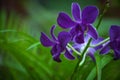 Dark purple orchid in Royal Botanic Gardens,kandy,Sir Lanka