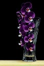 Dark purple phalaenopsis orchids in a glass vase against black background