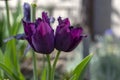 Dark purple red fringed crispa Curly Sue tulips in bloom, beautiful ornamental tulip flowers in bloom