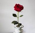 Red rose in vase from cups.
