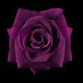 Dark purple roses background, Purple rose on black background, Greeting card with a luxury roses, Image dark tone