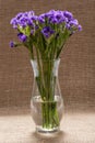Dark Purple Statice Limonium sinuatum Flowers in clear glass vase on burlap . Mediterranean plant in Plumbagin