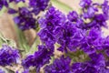 Dark Purple Statice Limonium sinuatum Flowers on natural burlap background. Mediterranean plant in Plumbaginaceae Family.