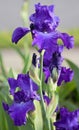 Dark Purple Tall Bearded Iris Flower Royalty Free Stock Photo