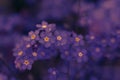 Dark purple toned backdrop with close up view of small forget-me-not. Floral