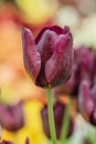 Dark purple tulip closeup on a blurry background of a blooming garden. Spring Royalty Free Stock Photo