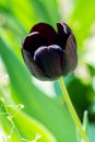 Dark purple tulip field, black, rare. Royalty Free Stock Photo