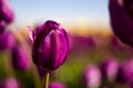 Dark Purple Tulip Flower with blue sky and blurred yellow, purple, and green background horizontal 2 Royalty Free Stock Photo