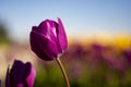 Dark Purple Tulip Flower with blue sky and blurred yellow, purple, and green background horizontal