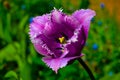 Dark Purple Tulip flower Royalty Free Stock Photo